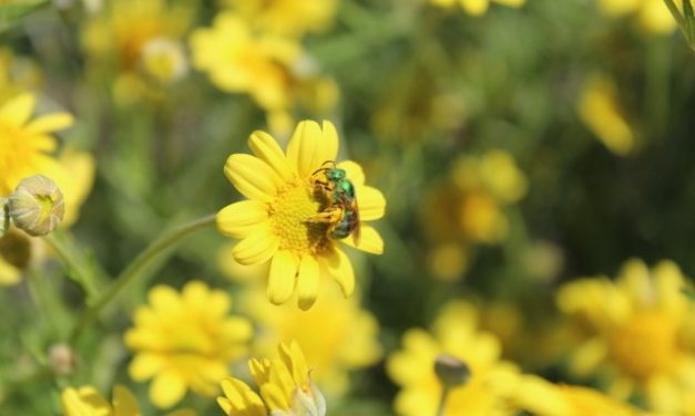 How to Create a Prairie Garden
